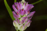 Purple milkwort